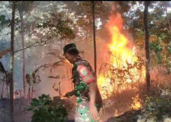Seluas 17 Hektar Kebun Karet di Cibeber Hangus Terbakar