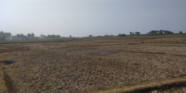 Warga Kelabakan! Sebanyak 18 Kecamatan di Cianjur Mengalami Kekeringan