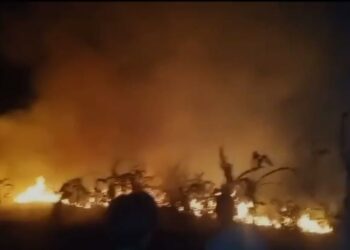 Tebing dan Hutan di 2 Kecamatan Cianjur Hangus Terbakar