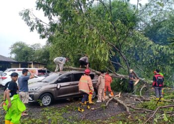 Pohon Tumbang Timpa Mobil di Jalan Raya Bandung