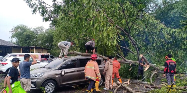 Pohon Tumbang Timpa Mobil di Jalan Raya Bandung