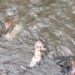 Diduga Baru Saja Dilahirkan, Bayi Dibuang di Sungai Desa Sukamanah