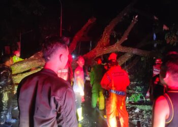 Pohon Tumbang di Cianjur Sebabkan 4 Pengendara Luka-Luka