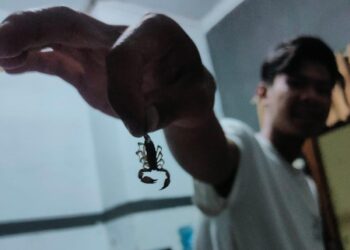 Warga Cianjur Diresahkan Kalajengking Masuk Rumah di Musim Hujan