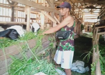 Jumlah Kelompok Ternak di Cianjur Meningkat Kurun Dua Tahun Terakhir