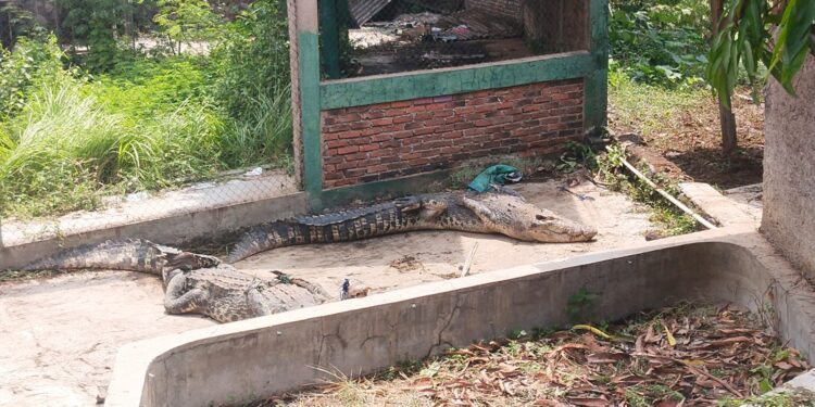 Lurah Sayang Sebut Tempat Lepasnya Buaya Dikelola Balai BKSDA