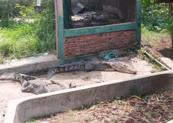 Hampir 6 Tahun BKSDA Titipkan Kawanan Buaya Muara di Eks Penangkaran di Jebrod