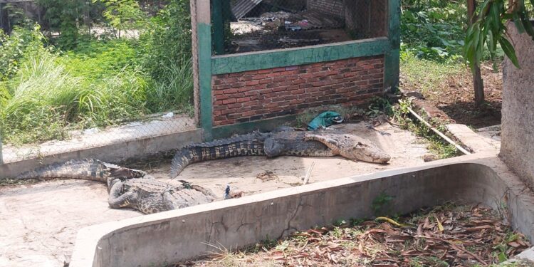 Hampir 6 Tahun BKSDA Titipkan Kawanan Buaya Muara di Eks Penangkaran di Jebrod