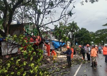 Hujan Deras Disertai Angin Picu Pohon Tumbang di Rawabango