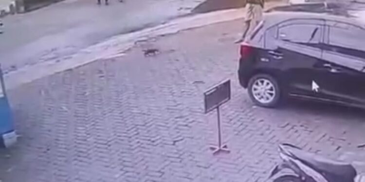 Seorang Pria Tendang Kucing Hingga Mati, Aksinya Terekam CCTV