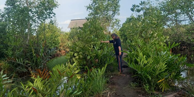 Cianjur Targetkan Perluasan Lahan Penanaman Mangrove dan Cemara di Pesisir Pantai Selatan