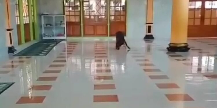 Heboh! Seekor Babi Hutan Masuk ke Dalam Masjid di Cikalongkulon