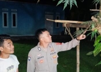 BUAH BETADINE: Anggota Polsek Bojongpicung memperlihatkan buah betadine yang dimakan lima orang anak hingga mengalami keracunan. (Dok. Istimewa)