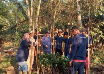 Didukung Alumni IPB, Dinas PKHP Cianjur Akan Perluas Lahan Tanaman Mangrove