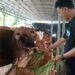 Peternak Sapi di Cianjur Mulai Kebanjiran Order Jelang Idul Adha