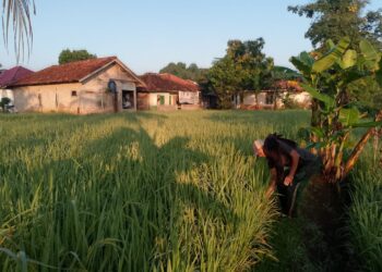 Petani di Desa Hegarmanah Khawatir Lahan Sawah Terancam Gagal Panen akibat Serangan Hama Wereng