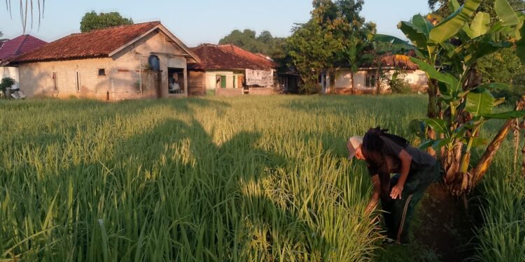 Petani di Desa Hegarmanah Khawatir Lahan Sawah Terancam Gagal Panen akibat Serangan Hama Wereng