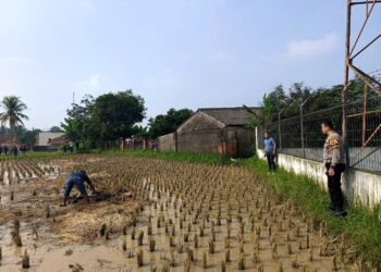 Seorang Lelaki Diduga Alami Gangguan Mental Terjun dari Tower Provider di Mande