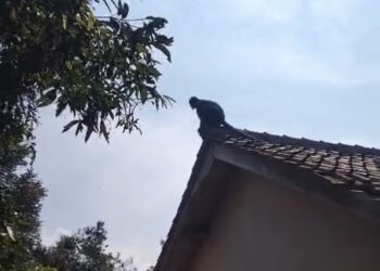 Seekor Lutung ‘Teror’ Warga di Cibeber, Rusak Genteng Rumah dan Lukai Anak Kecil