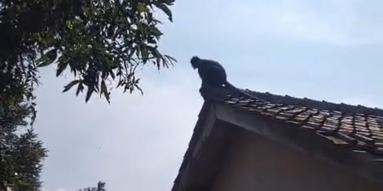 Seekor Lutung ‘Teror’ Warga di Cibeber, Rusak Genteng Rumah dan Lukai Anak Kecil