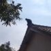 Seekor Lutung ‘Teror’ Warga di Cibeber, Rusak Genteng Rumah dan Lukai Anak Kecil
