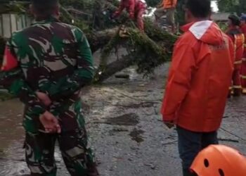 Pohon Tumbang Melintang di Ruas Jalan Raya Bandung, Arus Lalu Lintas Kendaraan Tersendat
