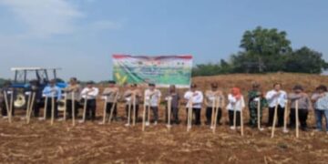 Dukung Swasembada Pangan, Petani dan Polisi di Mande Panen 24 Ton Jagung Hibrida