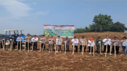 Dukung Swasembada Pangan, Petani dan Polisi di Mande Panen 24 Ton Jagung Hibrida