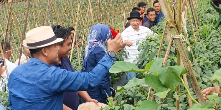 Jenderal TNI (Purn.) Prof. Dr. H. Dudung Abdurachman, S.E., M.M menggelar panen bersama masyarakat Desa Sukasari Kecamatan Kadupandak. (Dok/Istimewa).