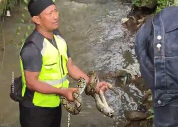 Warga Sabandar Tangkap Ular Sanca Sepanjang 4 Meter di Sebuah Parit