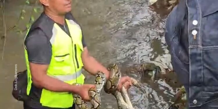 Warga Sabandar Tangkap Ular Sanca Sepanjang 4 Meter di Sebuah Parit