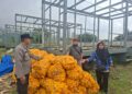 Polsek Warungkondang Panen Jagung Hibrida di Lahan Seluas 4 Ribu Meter Persegi