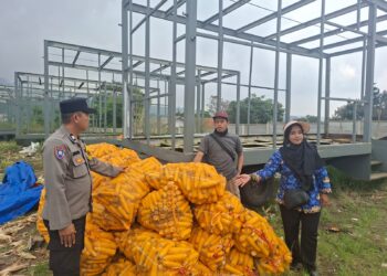 Polsek Warungkondang Panen Jagung Hibrida di Lahan Seluas 4 Ribu Meter Persegi