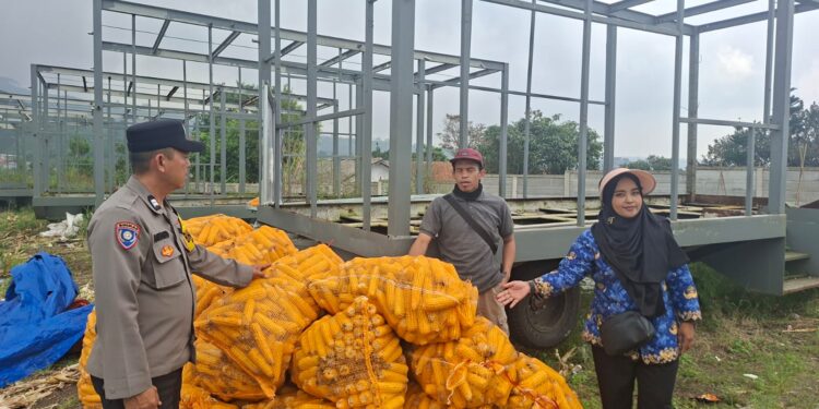 Polsek Warungkondang Panen Jagung Hibrida di Lahan Seluas 4 Ribu Meter Persegi