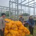 Polsek Warungkondang Panen Jagung Hibrida di Lahan Seluas 4 Ribu Meter Persegi