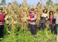 Polsek Pacet Panen Jagung Hibrida di Lahan Seluas 6 Ribu Meter Persegi