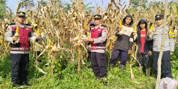 Polsek Pacet Panen Jagung Hibrida di Lahan Seluas 6 Ribu Meter Persegi