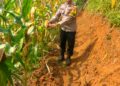 Polsek Mande Panen Jagung Hibrida, Produksinya Ditaksir Capai 10 Ton
