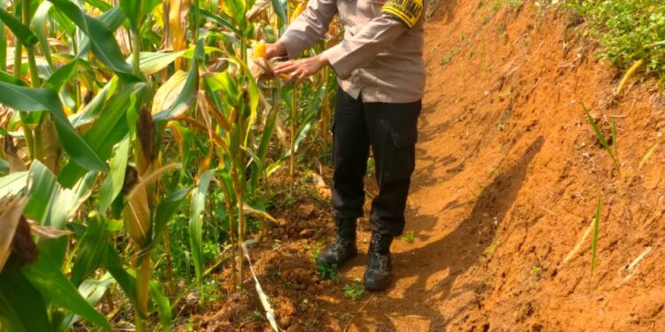 Polsek Mande Panen Jagung Hibrida, Produksinya Ditaksir Capai 10 Ton