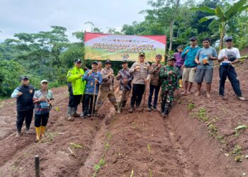 Dukung Ketahanan Pangan, Polsek Bojongpicung Tanam Jagung Hibrida di Haurwangi