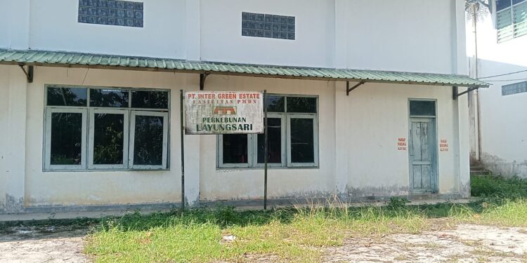 Ratusan Pemetik Kakao Belum Terima Gaji Selama 7 Bulan, Pihak Perusahaan Berdalih Produksi Turun