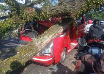 Pohon Trembesi Tumbang di Jalan Raya Bandung, Timpa Dua Mobil dan Satu Sepeda Motor