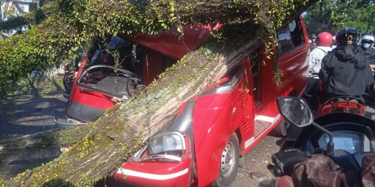 Pohon Trembesi Tumbang di Jalan Raya Bandung, Timpa Dua Mobil dan Satu Sepeda Motor