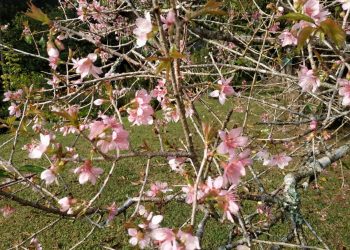 Tak Perlu Pergi ke Jepang, Bunga Sakura Mekar Bisa Dilihat di Kebun Raya Cibodas