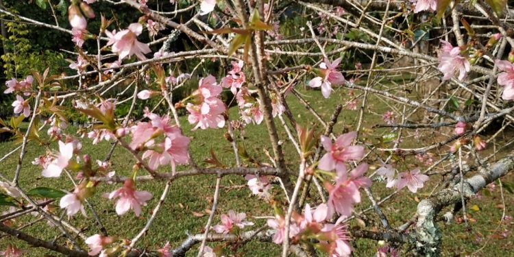 Tak Perlu Pergi ke Jepang, Bunga Sakura Mekar Bisa Dilihat di Kebun Raya Cibodas