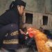 Peternak Ayam Pelung di Cibeber Keluhkan Naiknya Harga Dedak