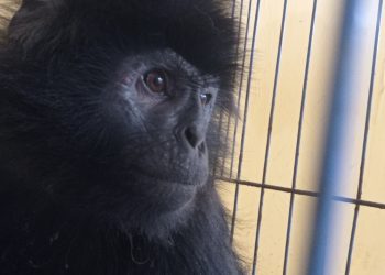 Tertabrak Truk di Ciranjang, Seekor Lutung Terluka