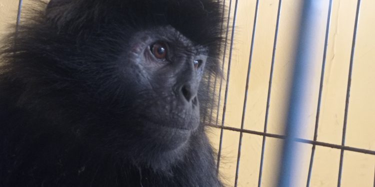 Tertabrak Truk di Ciranjang, Seekor Lutung Terluka