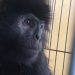 Tertabrak Truk di Ciranjang, Seekor Lutung Terluka