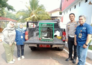 Polres Cianjur Serahkan Lutung yang Terluka ke BKSDA Jawa Barat